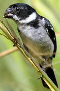 Wing-barred Seedeater