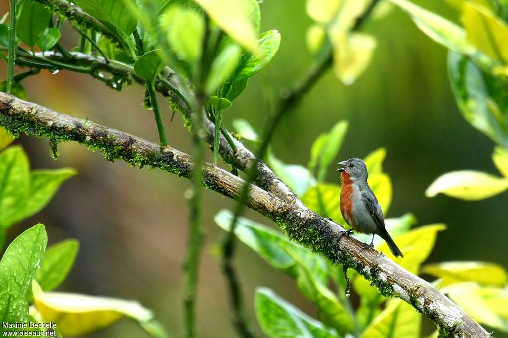 Chestnut-bellied Seedeater male adult, song