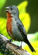 Chestnut-bellied Seedeater