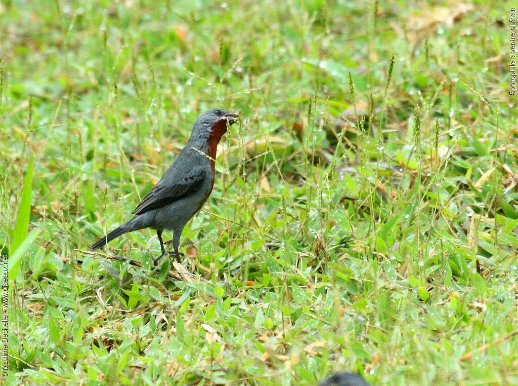 Sporophile à ventre châtain mâle adulte, identification, régime