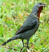 Chestnut-bellied Seedeater