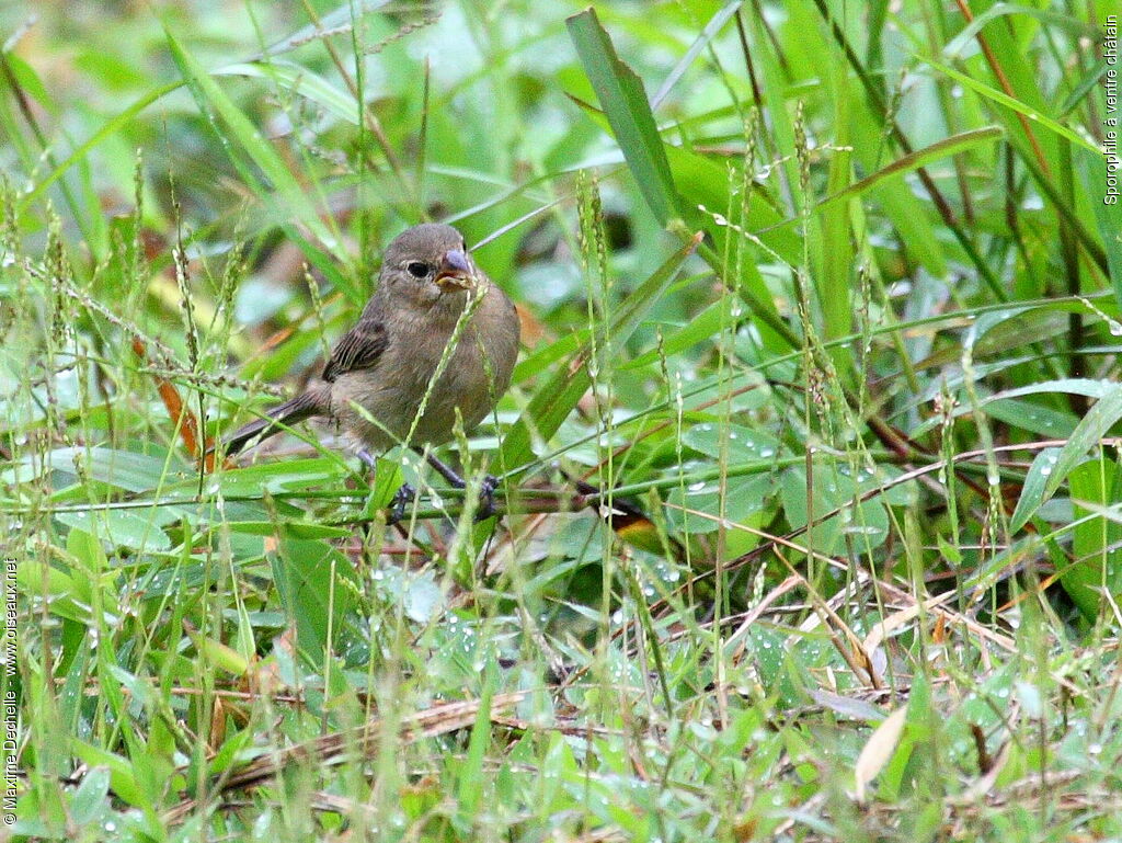 Sporophile à ventre châtain femelle adulte, identification, régime