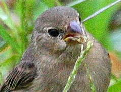 Chestnut-bellied Seedeater