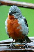 Chestnut-bellied Seedeater