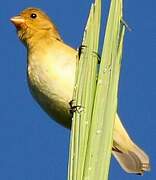 Lined Seedeater