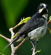 Lined Seedeater