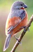 Ruddy-breasted Seedeater