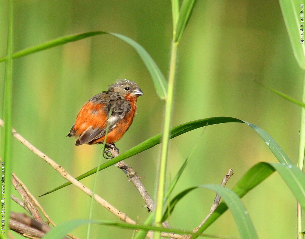 Ruddy-breasted Seedeater male adult