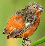 Ruddy-breasted Seedeater