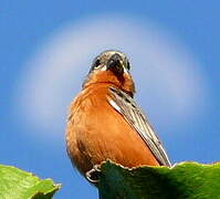 Ruddy-breasted Seedeater