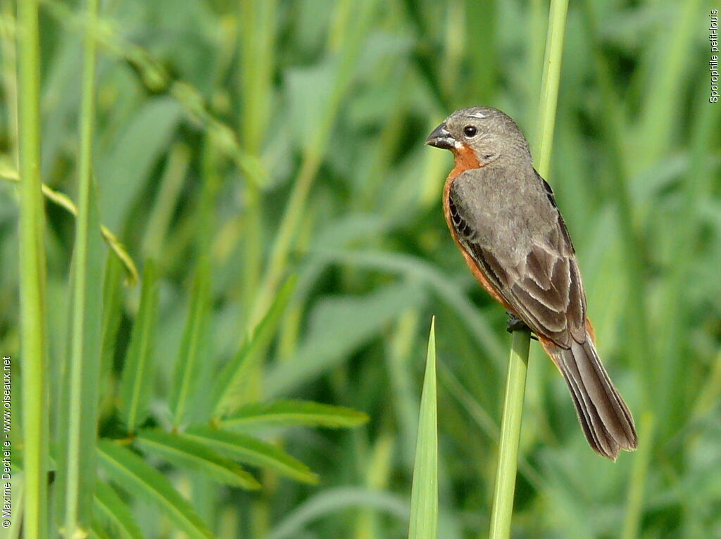 Ruddy-breasted Seedeater male adult