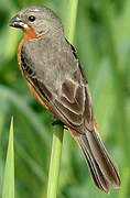 Ruddy-breasted Seedeater