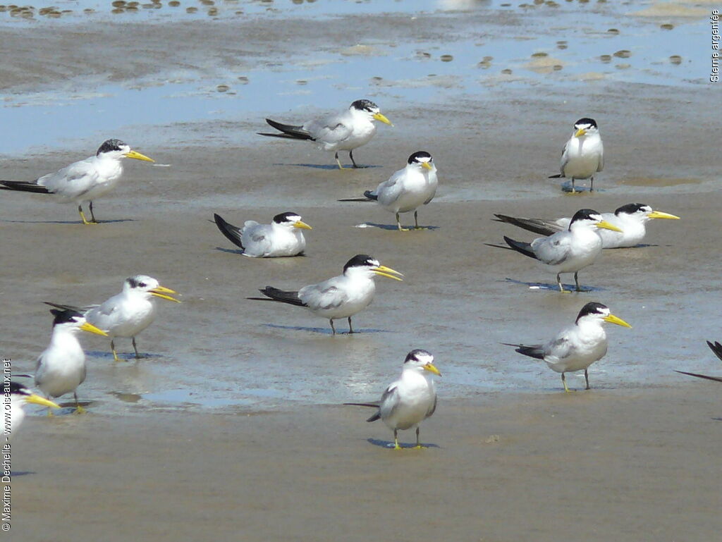 Yellow-billed Tern