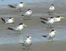 Yellow-billed Tern