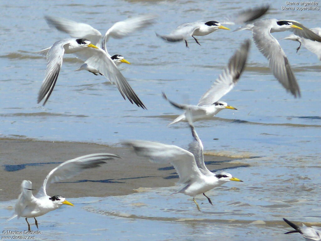 Yellow-billed Tern