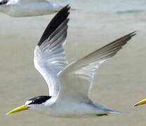 Yellow-billed Tern