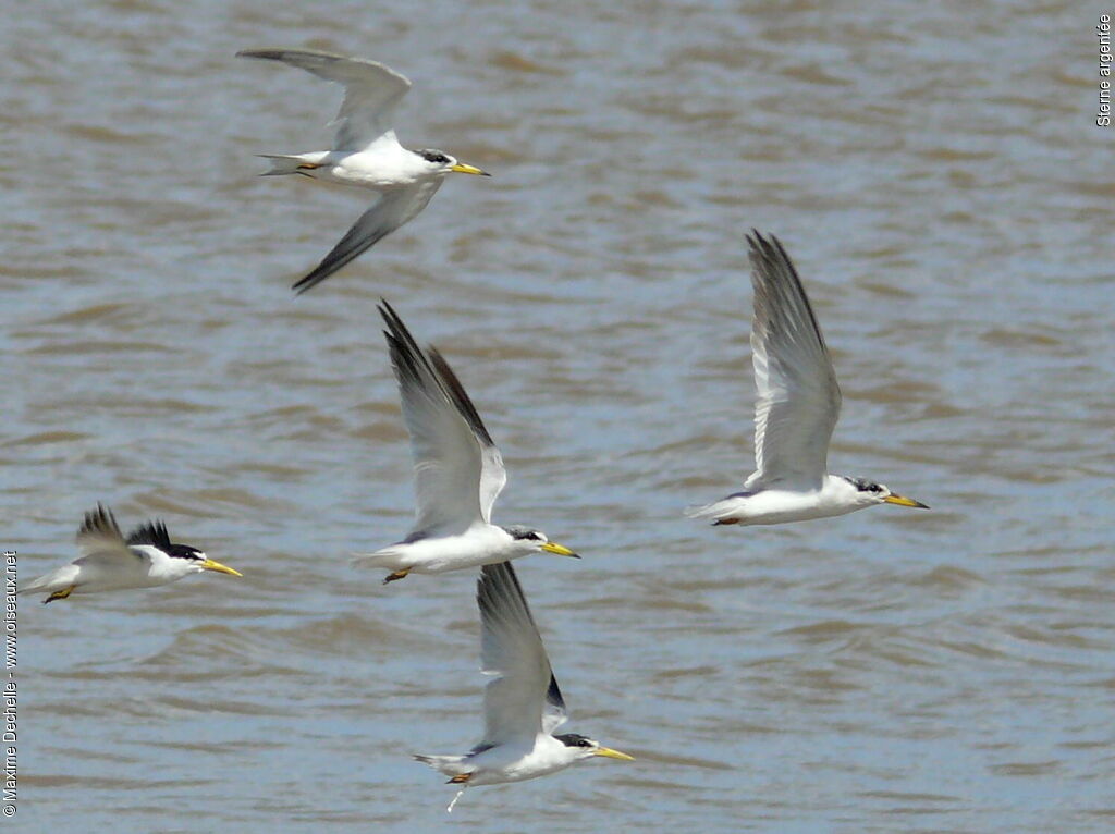 Yellow-billed Tern