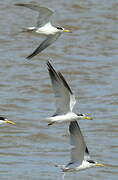 Yellow-billed Tern