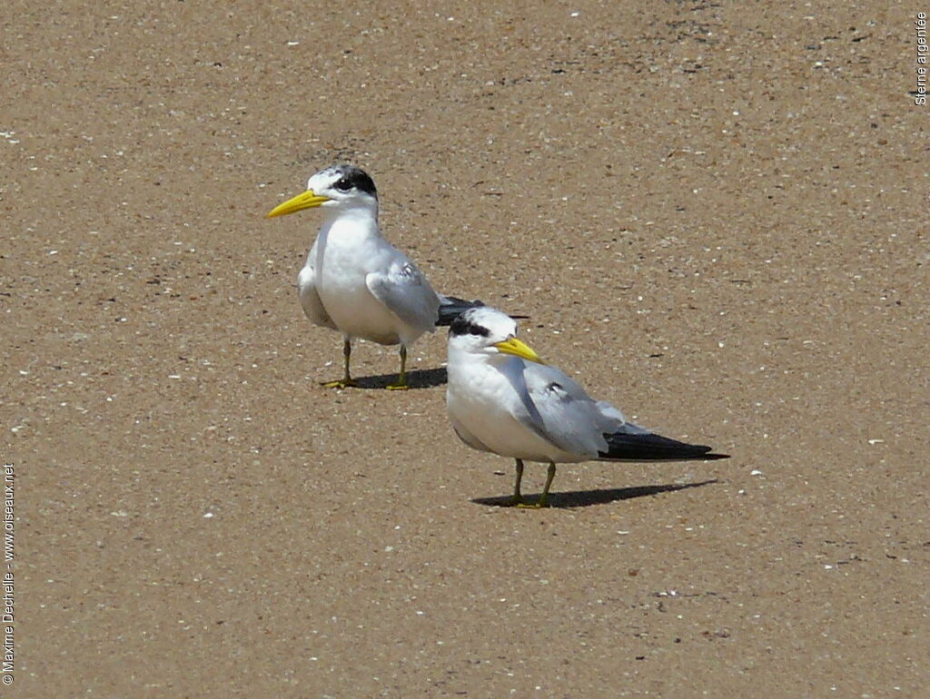 Yellow-billed Tern