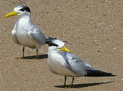 Yellow-billed Tern