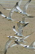 Yellow-billed Tern