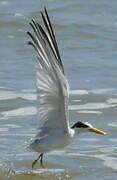 Yellow-billed Tern