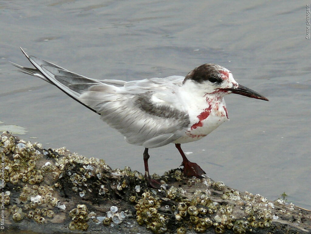 Common Tern