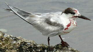 Common Tern