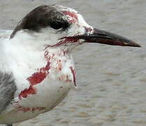 Common Tern