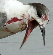 Common Tern