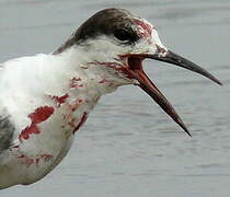 Common Tern