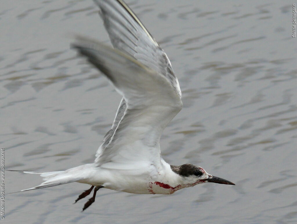 Common Tern