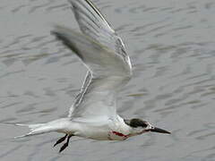 Common Tern