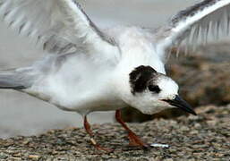 Common Tern