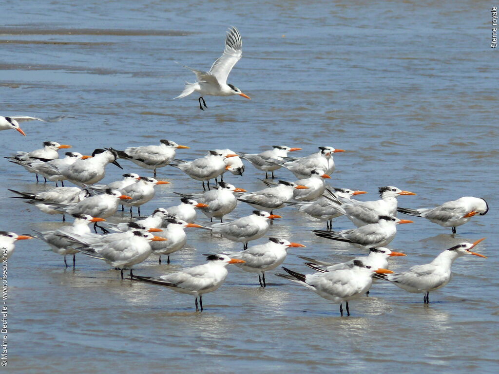 Royal Tern