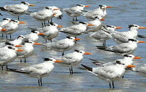 Royal Tern