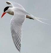 Royal Tern