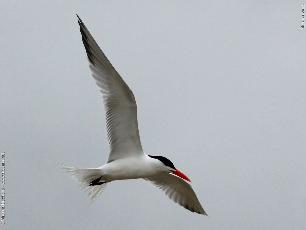 Royal Tern, Flight