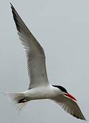 Royal Tern