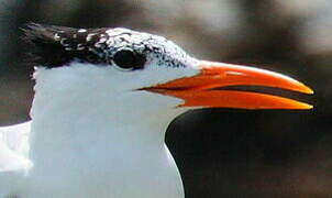 Royal Tern