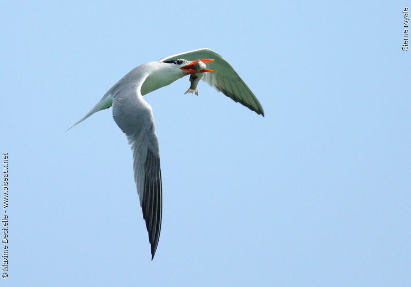 Royal Tern, Flight, feeding habits