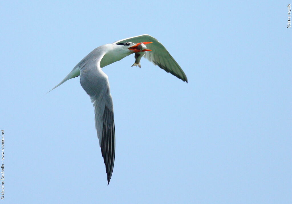 Royal Tern, Flight, feeding habits