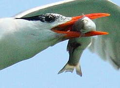 Royal Tern