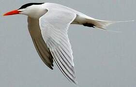 Royal Tern