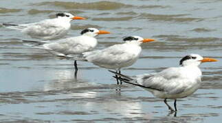Royal Tern