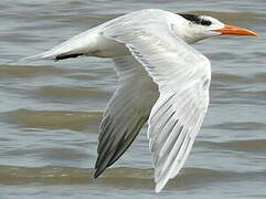 Royal Tern