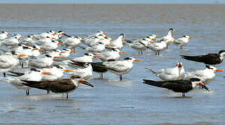 Royal Tern