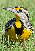 Eastern Meadowlark