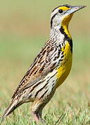 Eastern Meadowlark