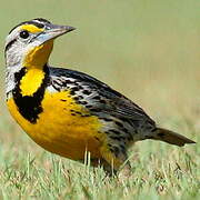 Eastern Meadowlark